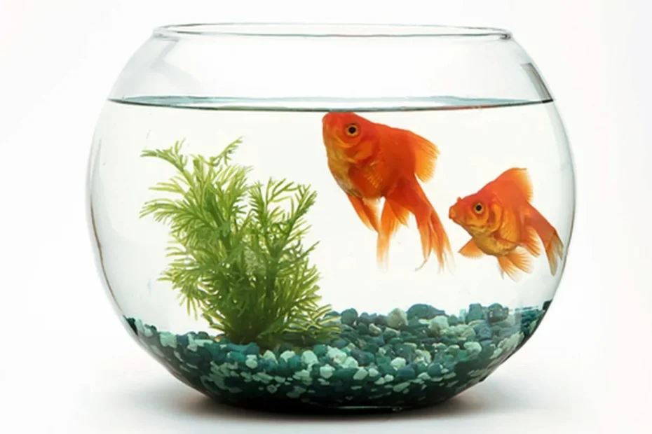 Näin perustat ensimmäisen akvaariosi – eikä yksikään kala kuole turhaan