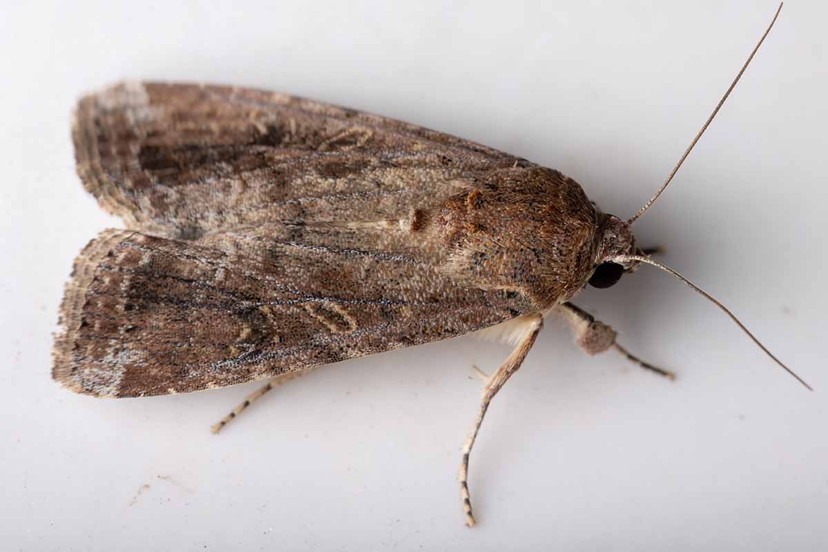 Näin hävität koit ikuisiksi ajoiksi – täysin ilmaiseksi ja ilman myrkkyjä