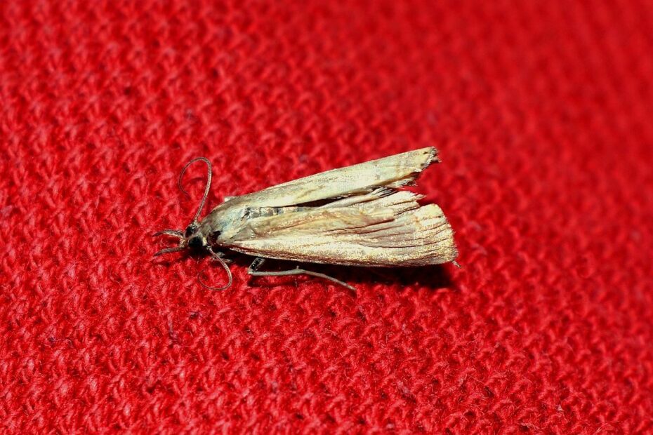 Näin hävität koit ikuisiksi ajoiksi – täysin ilmaiseksi ja ilman myrkkyjä