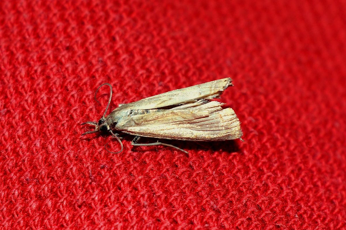 Näin hävität koit ikuisiksi ajoiksi – täysin ilmaiseksi ja ilman myrkkyjä