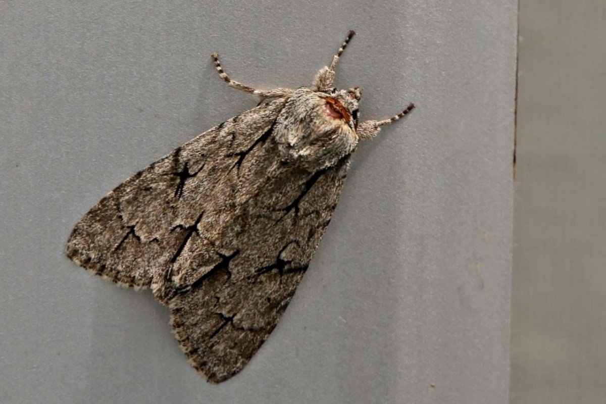 Näin hävität koit ikuisiksi ajoiksi – täysin ilmaiseksi ja ilman myrkkyjä