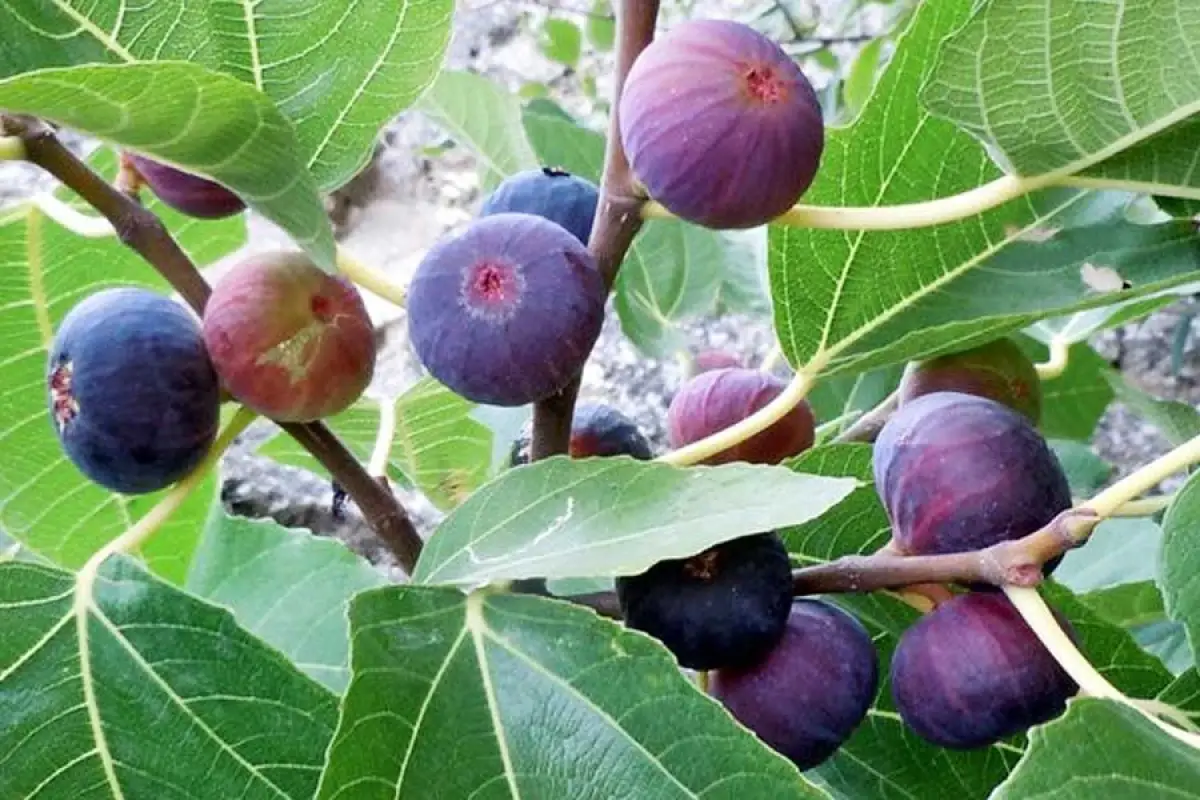 Kolme hedelmäpuuta, jotka istutat marraskuussa – ja saat mehukkaita satoja talven jälkeen