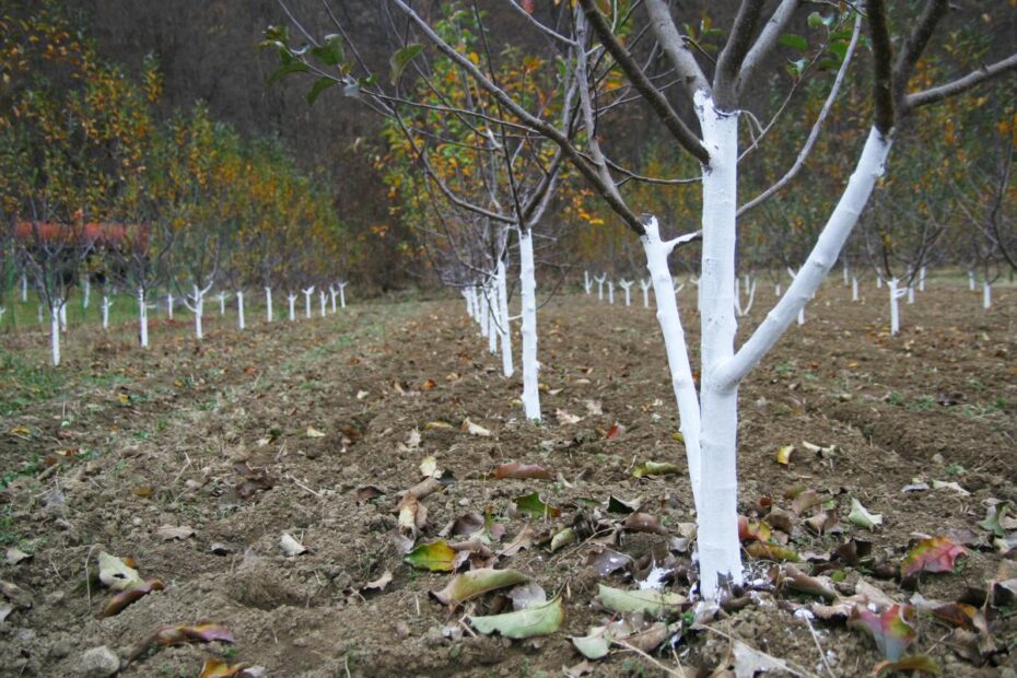 Näin valmistat hedelmäpuut ja pensaat talveen