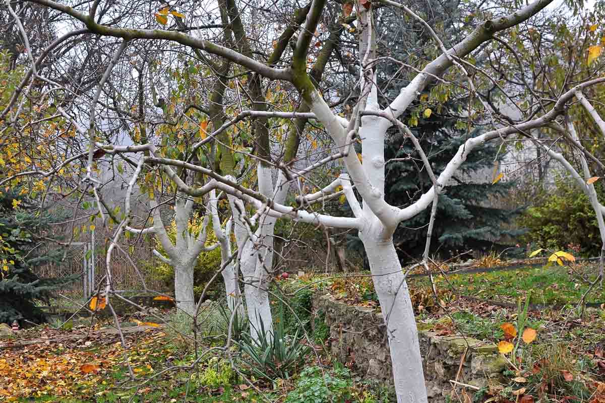 Näin valmistat hedelmäpuut ja pensaat talveen