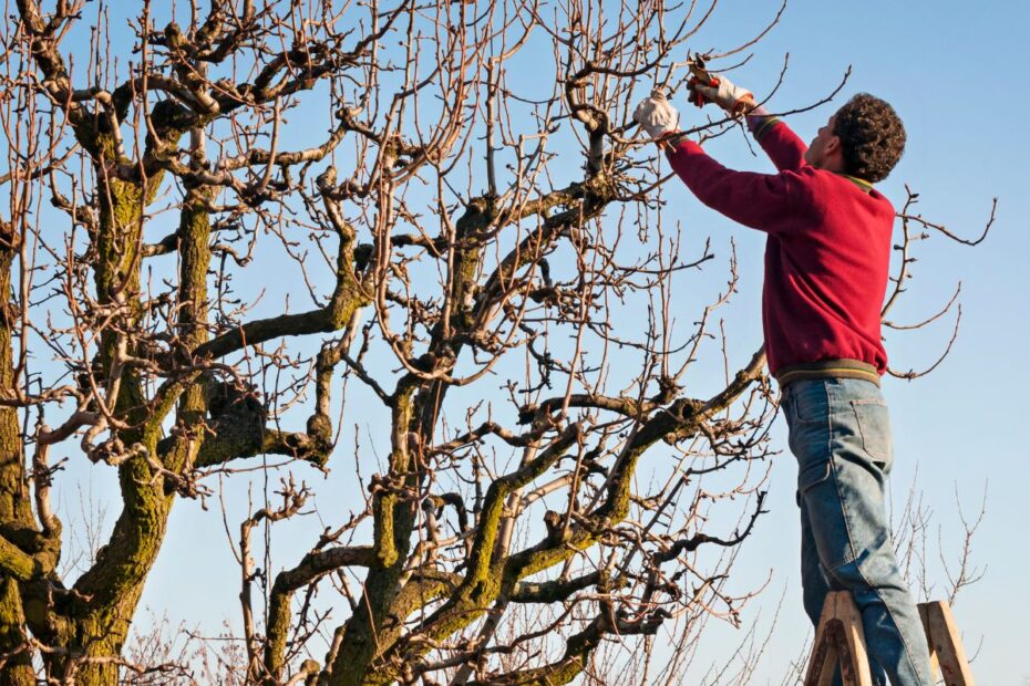 Nämä 5 hedelmäpuuta on pakko leikata juuri marraskuussa – muuten sato kärsii ensi kesänä