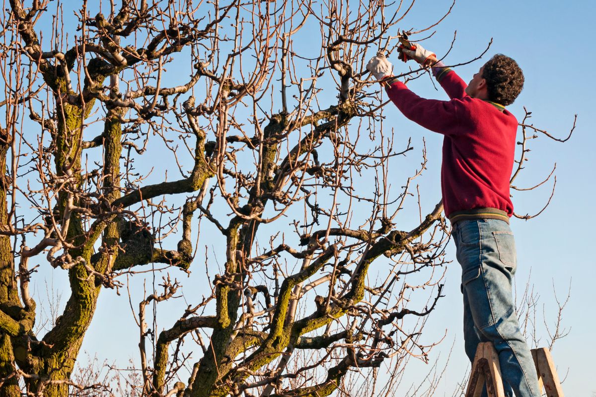 Nämä 5 hedelmäpuuta on pakko leikata juuri marraskuussa – muuten sato kärsii ensi kesänä