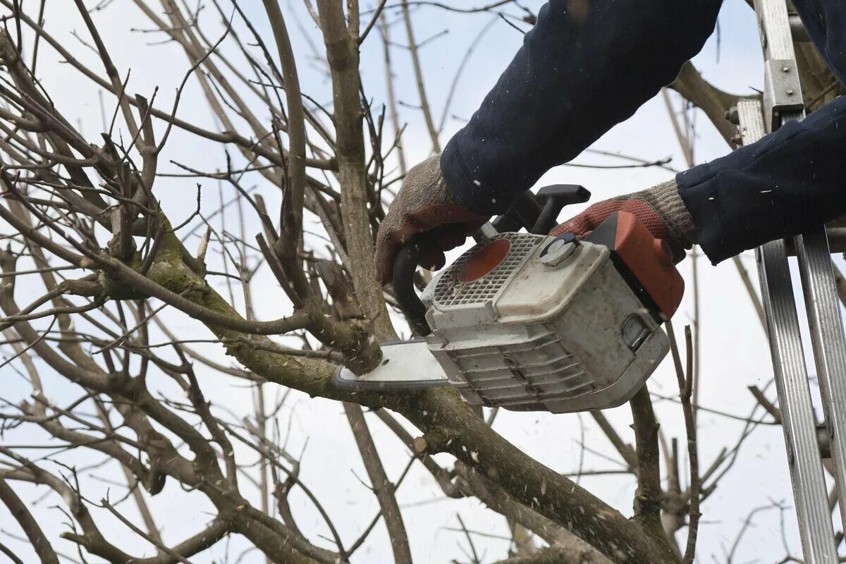 Nämä 5 hedelmäpuuta on pakko leikata juuri marraskuussa – muuten sato kärsii ensi kesänä