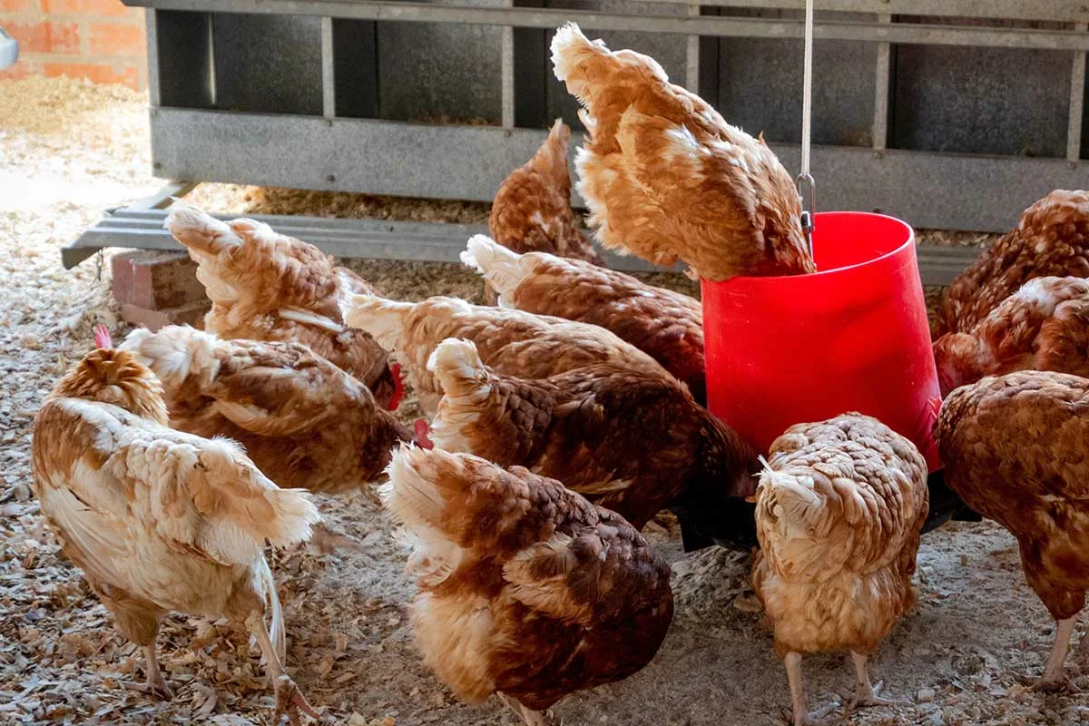 Miksi talvella kannattaa antaa kanoille hiivaa