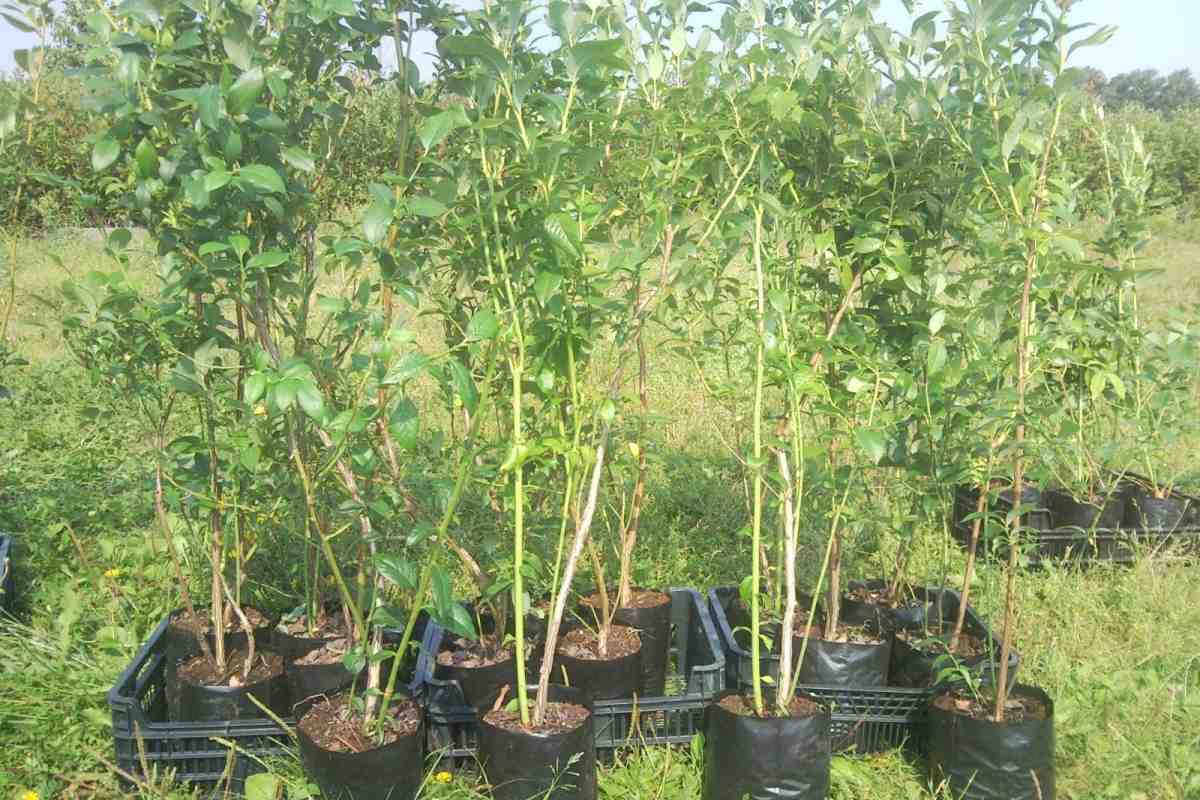 Syksyllä istuta omenapuu – lisää NÄMÄ, niin taimi juurtuu täydellisesti!