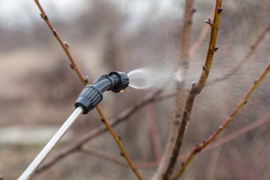 Marraskuussa käsittelen puutarhan TÄLLÄ aineella – omenat, luumut, kirsikat ja herukat puhtaina!