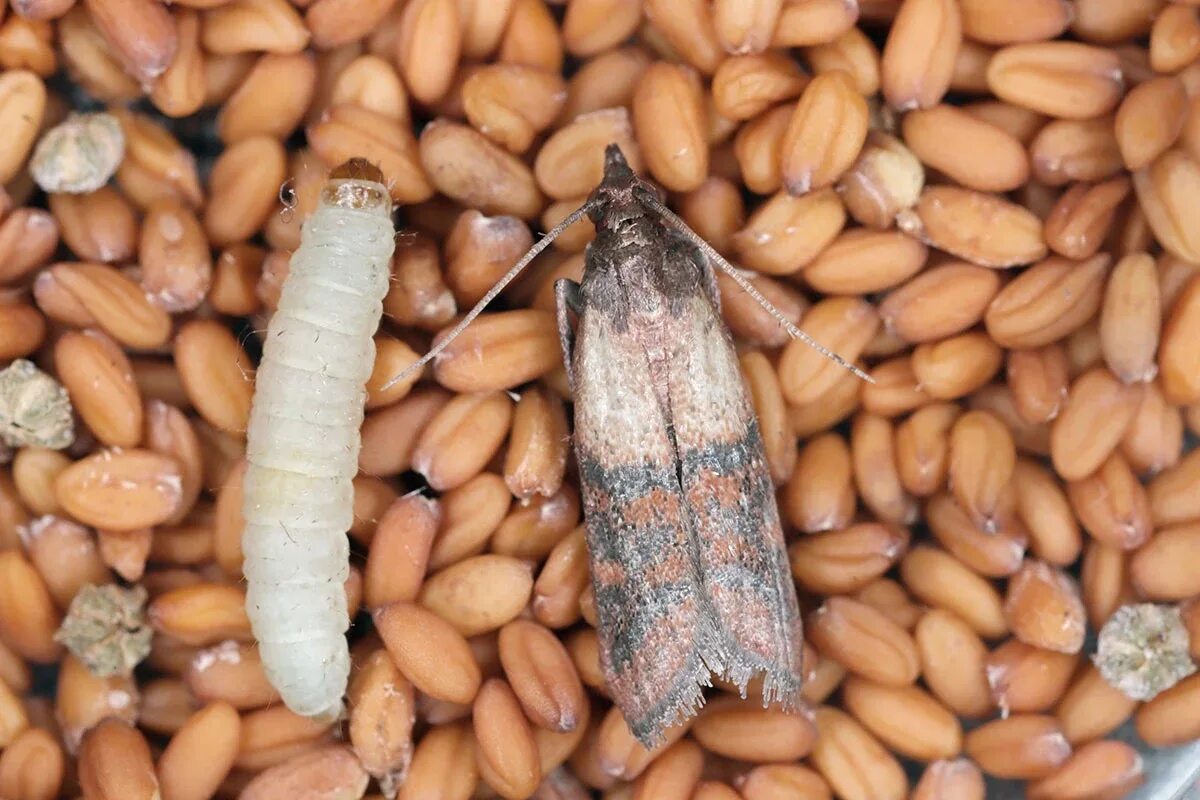 Keittiön koi: Näin pääset eroon