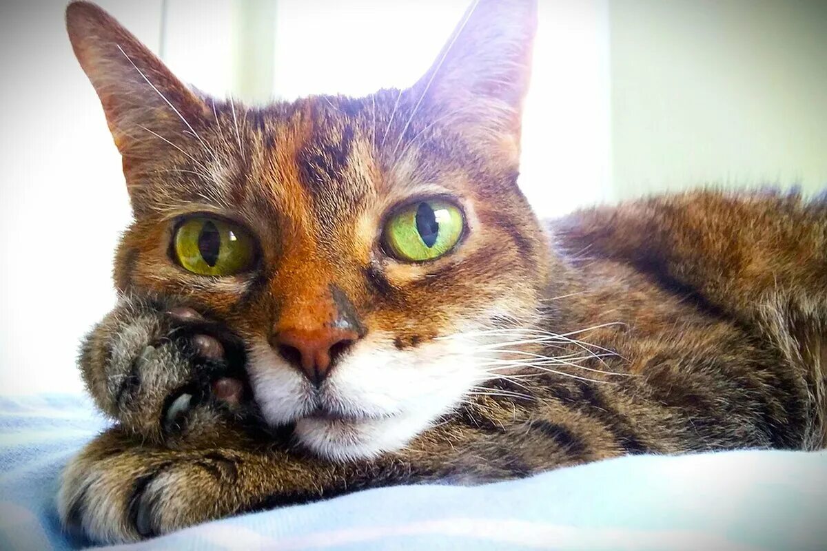 Miksi kissa valitsee juuri sinut – ja väistää toista kuin ruttoa? Salaisuus, jonka jokainen kissaihminen haluaa tietää