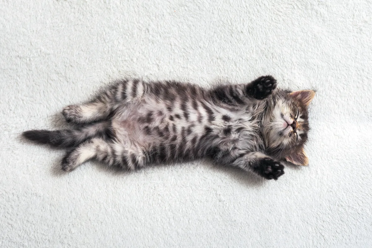 Miksi kissasi nukkuu selällään jalat levällään?