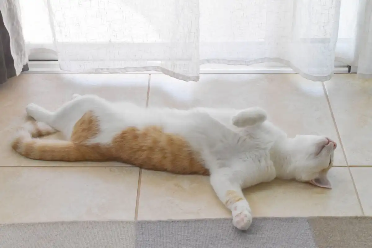 Miksi kissasi nukkuu selällään jalat levällään?