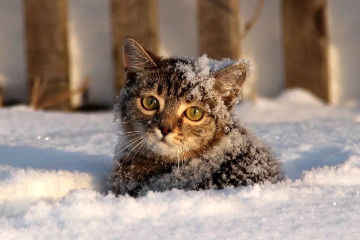 Kissa palelee helpommin kuin luulet – nämä merkit monet omistajat jättävät huomiotta