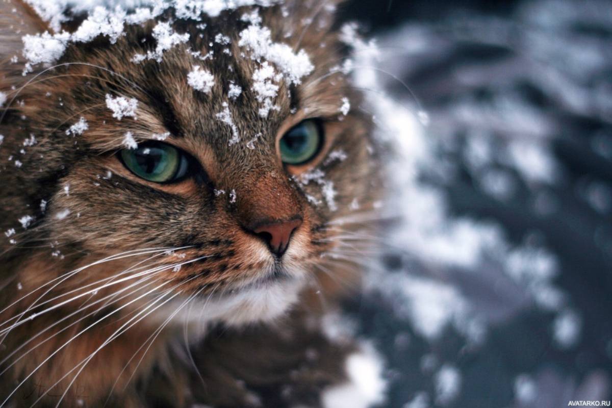 Kissa palelee helpommin kuin luulet – nämä merkit monet omistajat jättävät huomiotta