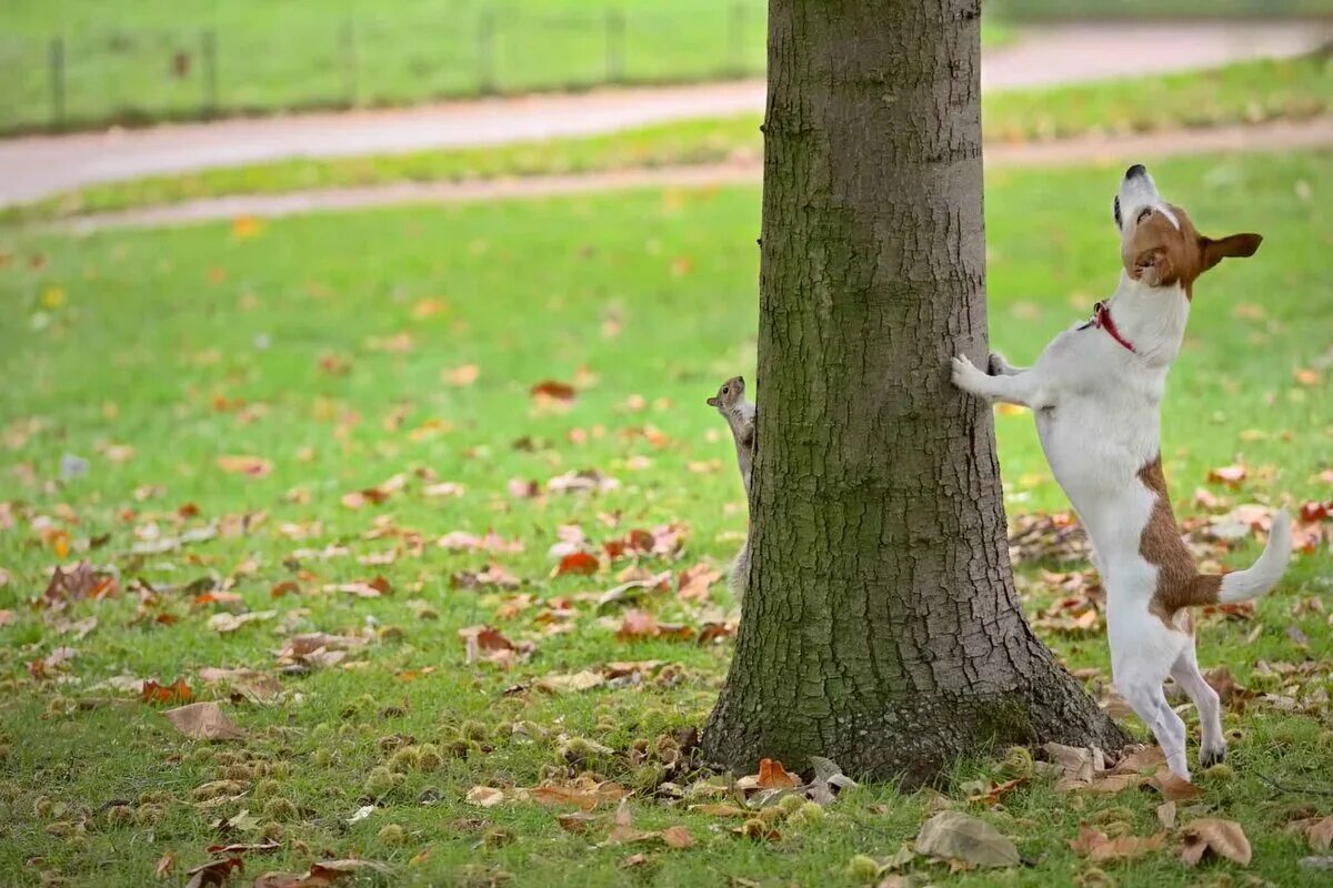 Ota koira kuriin – lopeta turha haukkuminen tehokkaasti!