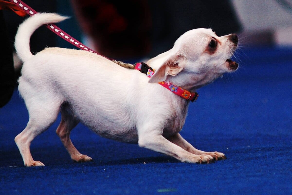 Kuinka opettaa koira olemaan haukkumatta muille eläimille lenkillä – kolme tehokasta vinkkiä!