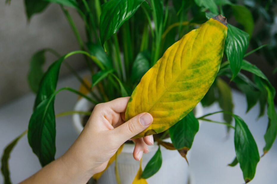 Miksi huonekasvien lehdet kuivuvat: Tärkeimmät syyt ja ratkaisut