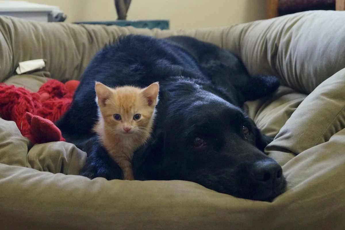 Näin valitset perheelle täydellisen lemmikin – ja vältät kalliit virheet