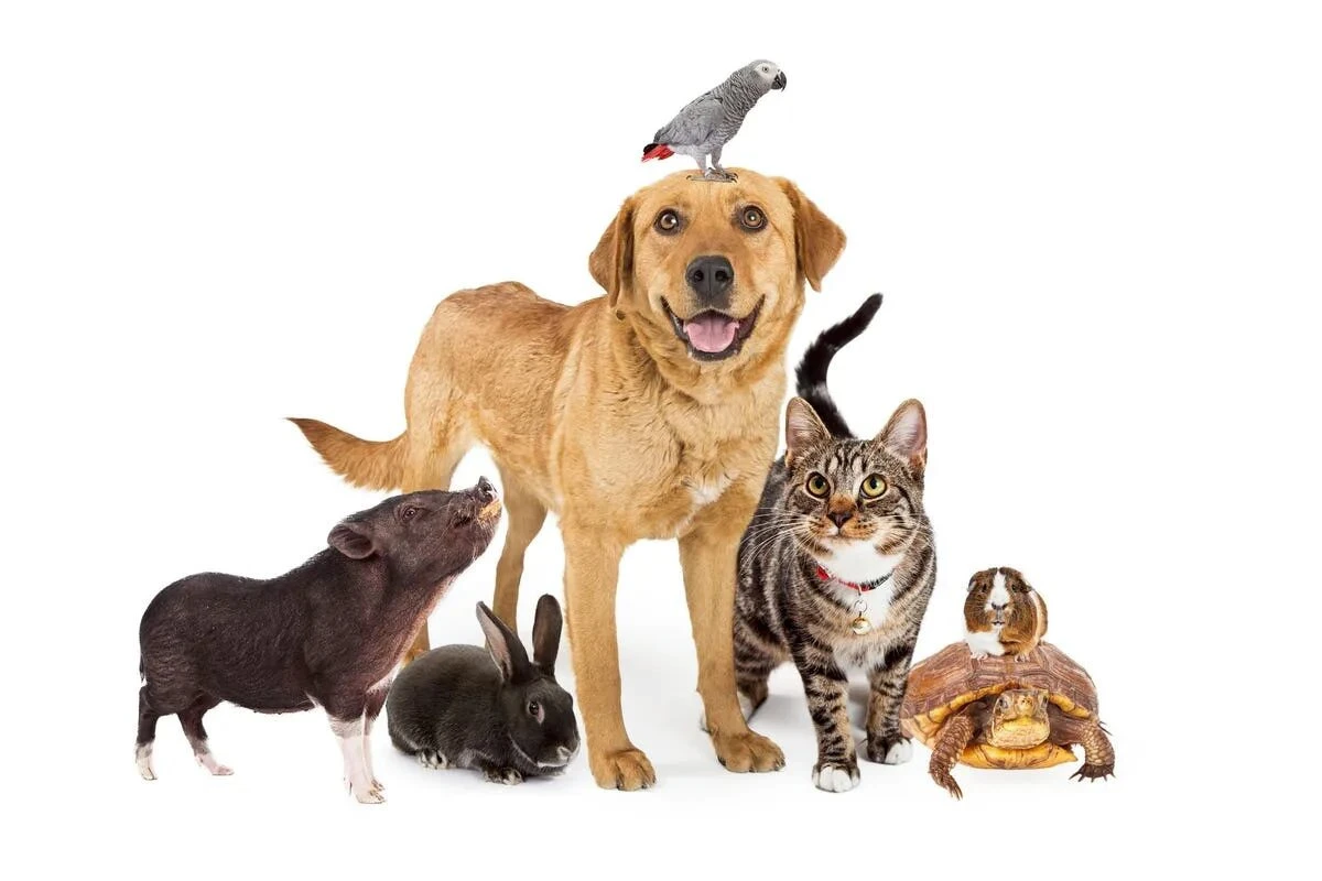 Näin valitset perheelle täydellisen lemmikin – ja vältät kalliit virheet