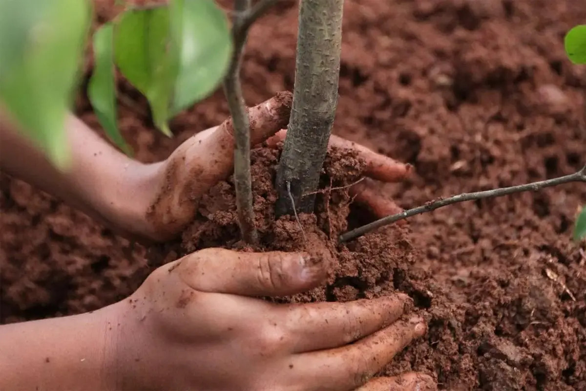 Nämä 7 kasvia pitää laittaa maahan juuri marraskuussa – nyt on niiden täydellinen hetki, älä missaa