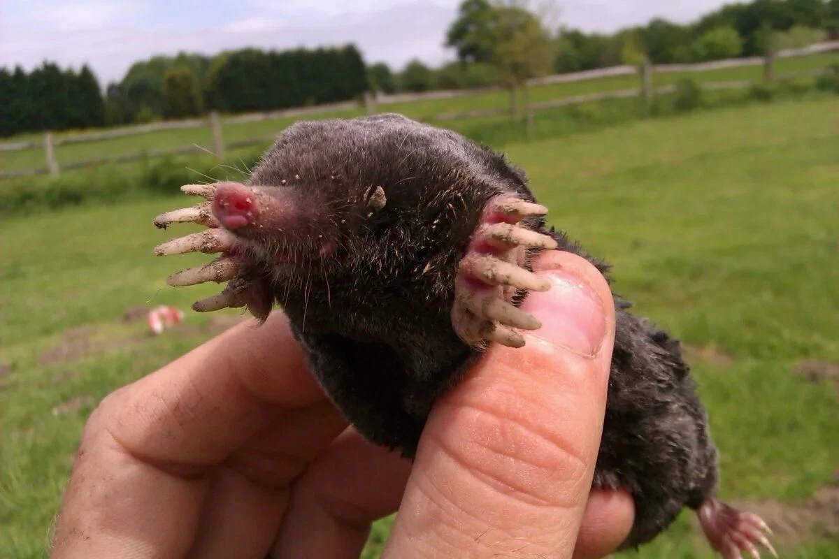 Näin pääsin eroon myyristä lopullisesti – kolmen vuoden taistelu, joka päättyi täydelliseen rauhaan ilman ainuttakaan myrkkyä tai loukkua