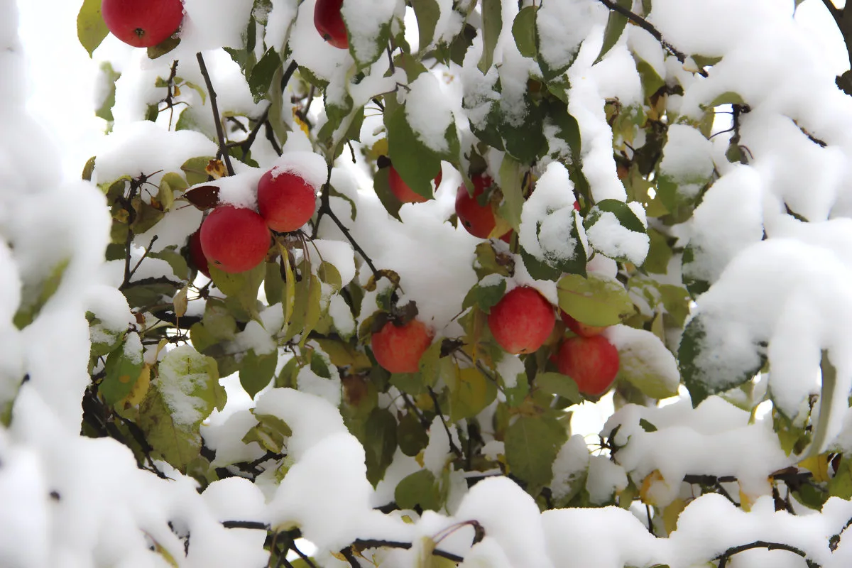 Miksi omenapuu ei pudota lehtiään syksyllä – ja miten autat puuta nukkumaan talviuni?