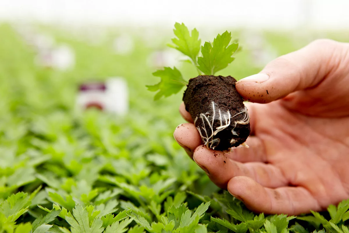 Näin kasvatat yhdestä pallokrysanteemista koko kukkapenkin täyteen kukkia