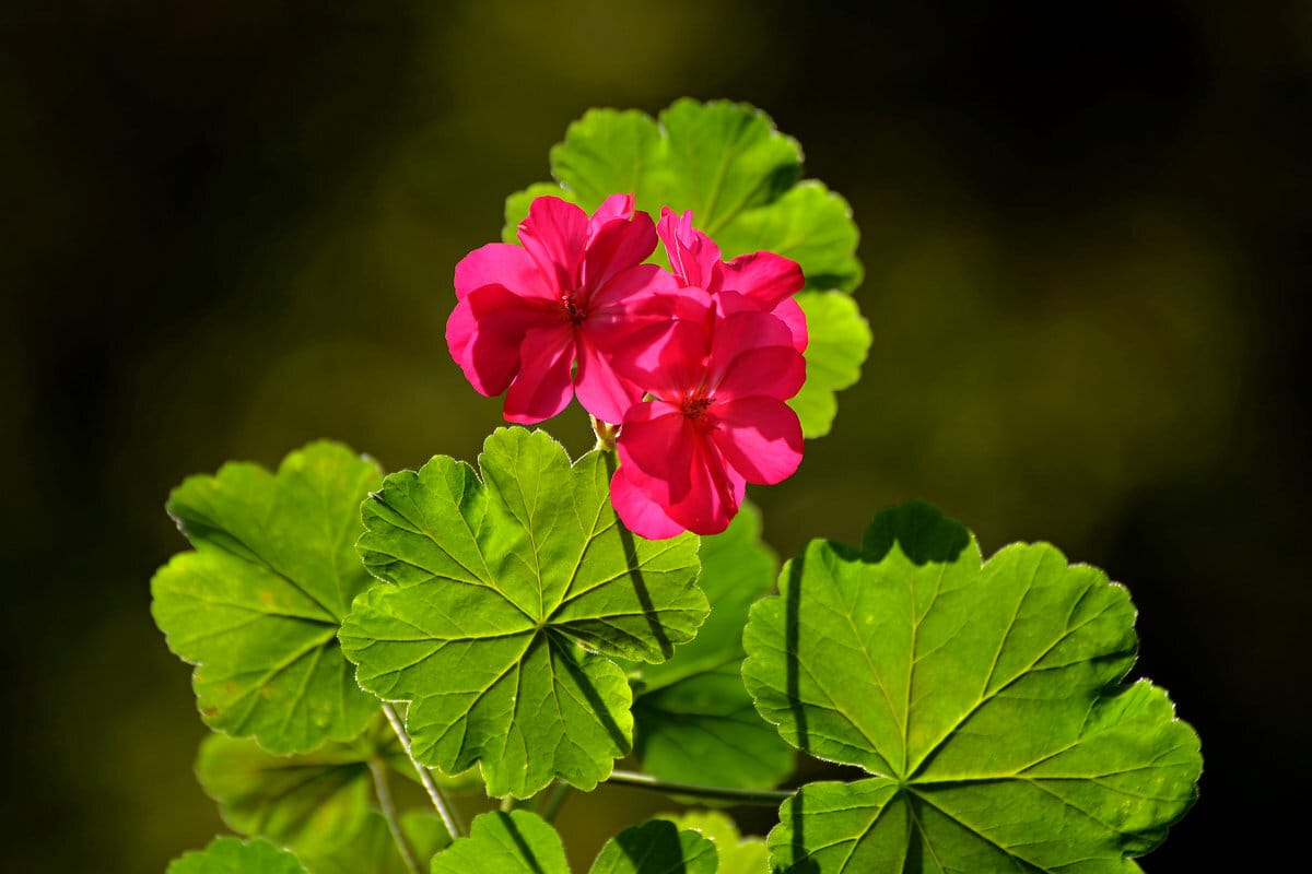 Pelargoniat viheriöivät taas – yksi taikaeliksiiri keltainen lehtiin!