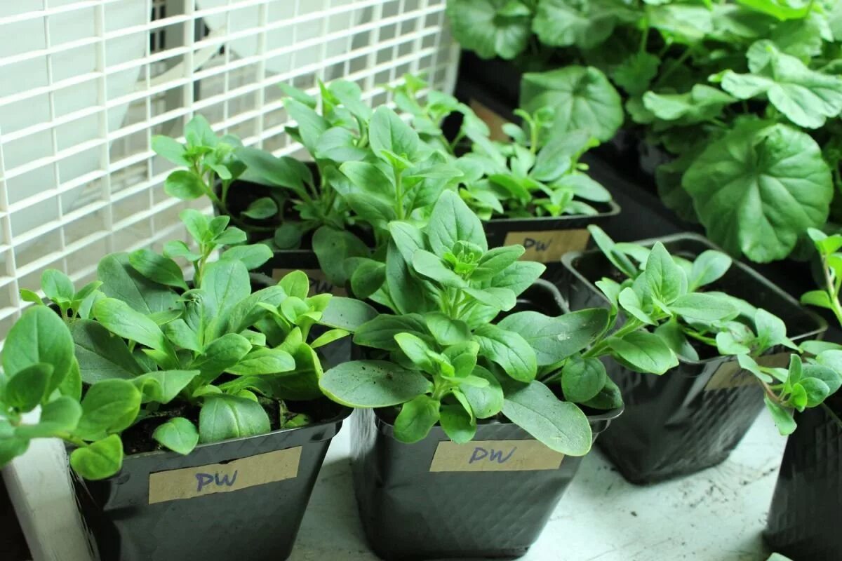 Petunian pistokkaat - monista suosikkikukkasi hetkessä!