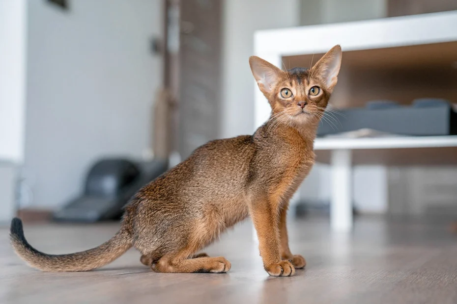 Maailman pienimmät kissarodut – nämä ikuiset pennut sulattavat sydämesi kokonaan