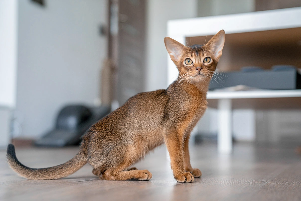 Maailman pienimmät kissarodut – nämä ikuiset pennut sulattavat sydämesi kokonaan