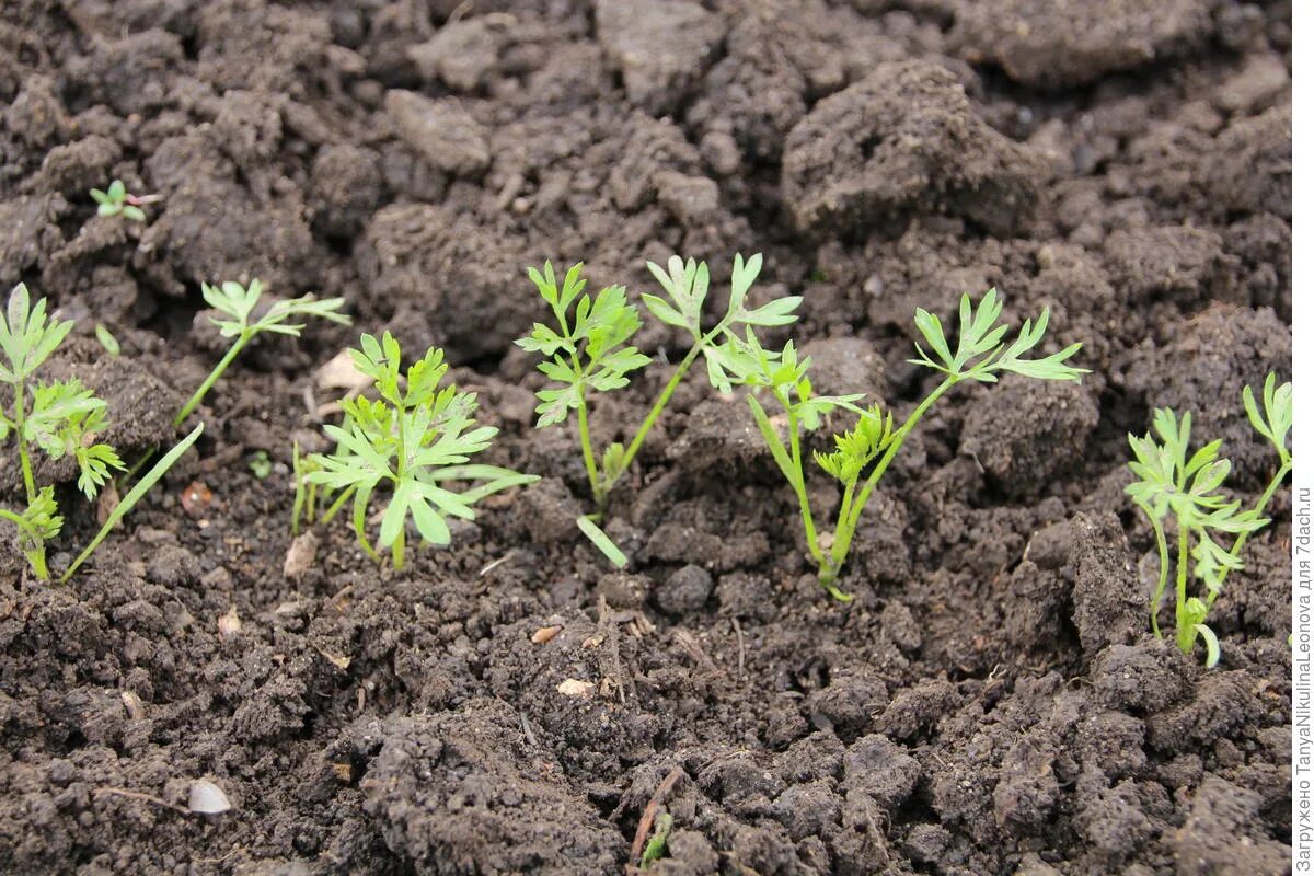 Näin kylvät porkkanat talvella – MEGA-sato on jo taskussasi