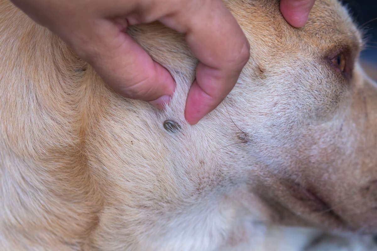 Pitääkö koirat ja kissat suojata punkeilta talvella