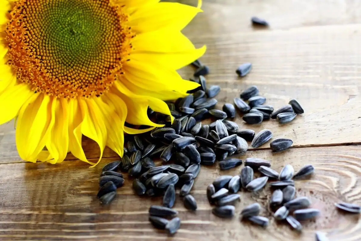 Auringonkukansiemenet vs. kurpitsansiemenet: Ravitsemusterapeutit paljastavat, kumpi on terveellisempää