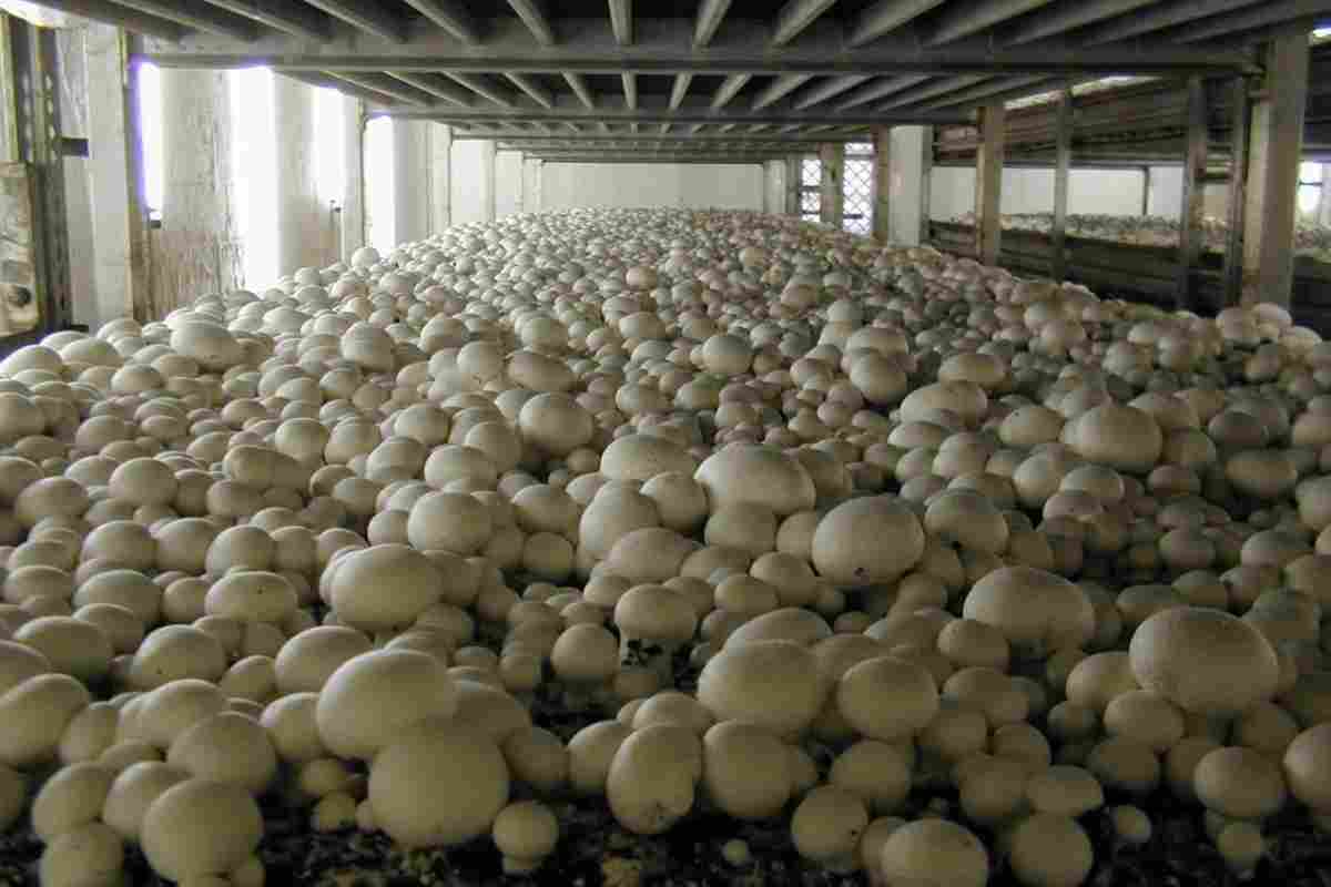 Voiko sieniä kasvattaa kotona