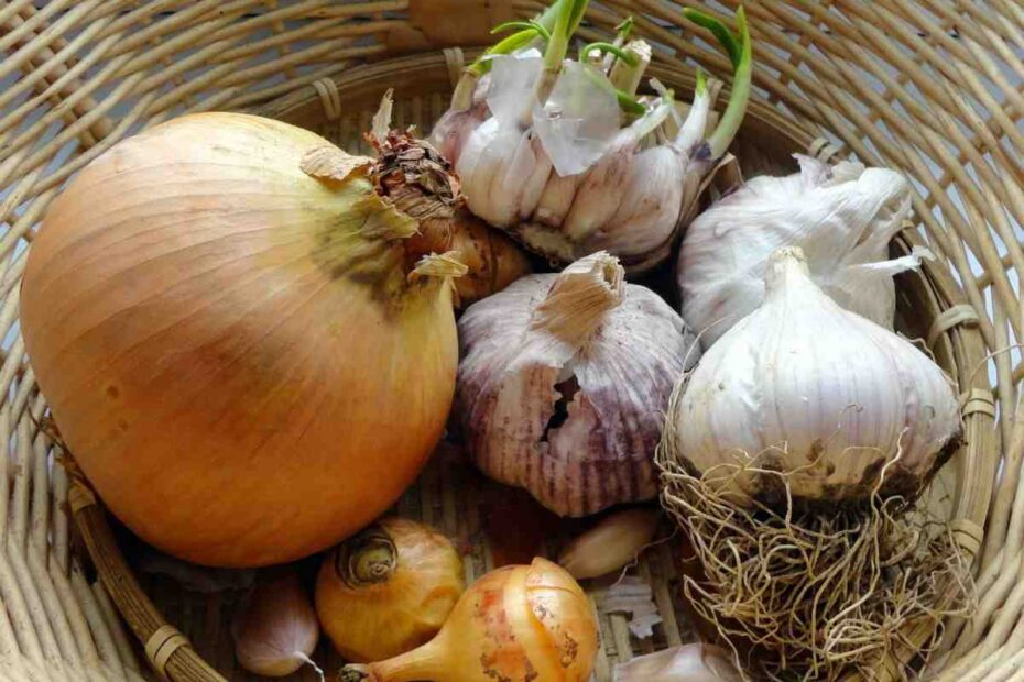 Sipuli ja valkosipuli säilyvät kesään asti – tee nämä heti sadonkorjuun jälkeen!