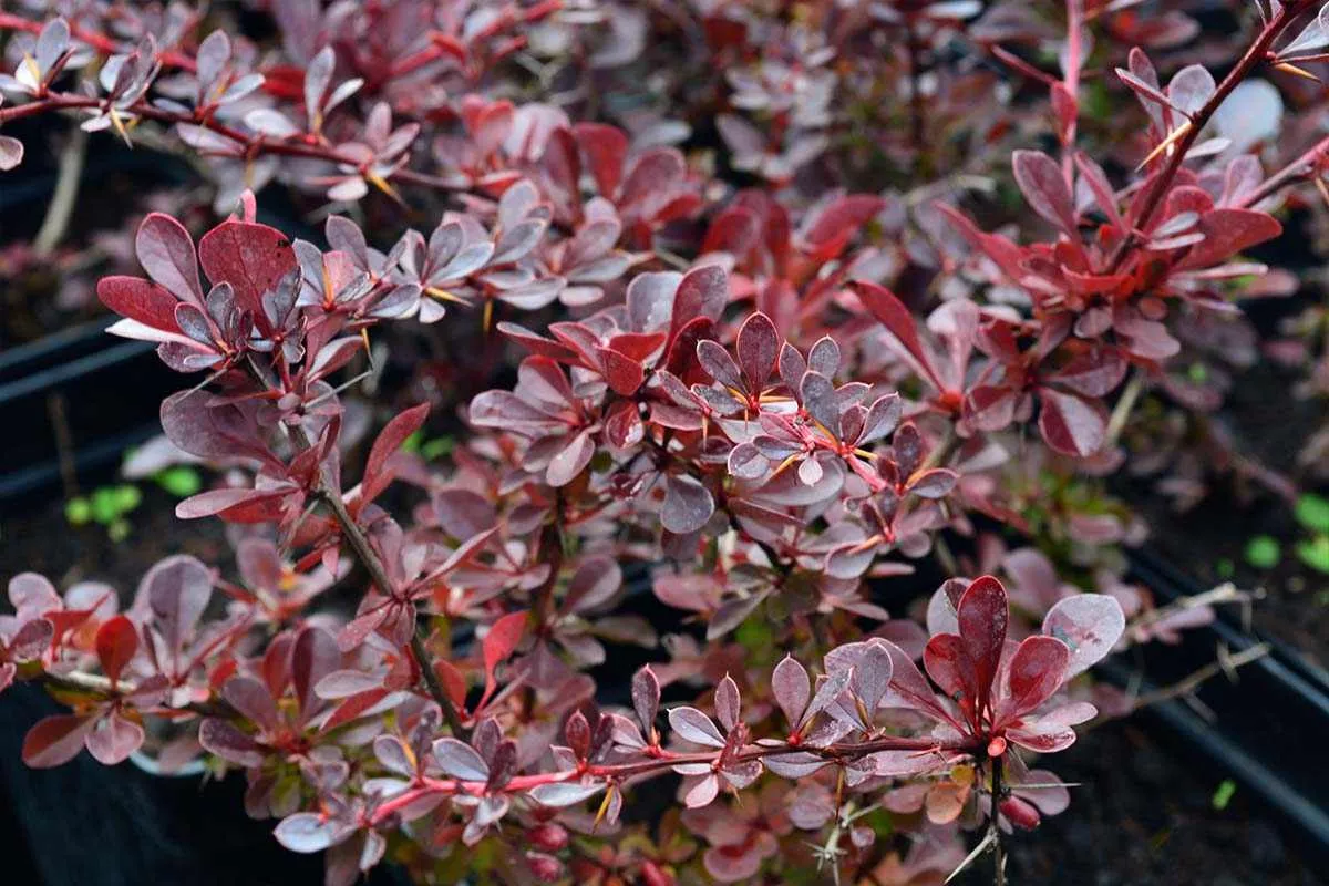 Syksyn kuninkaat: 8 pensasta, jotka hehkuvat upeimmin juuri nyt