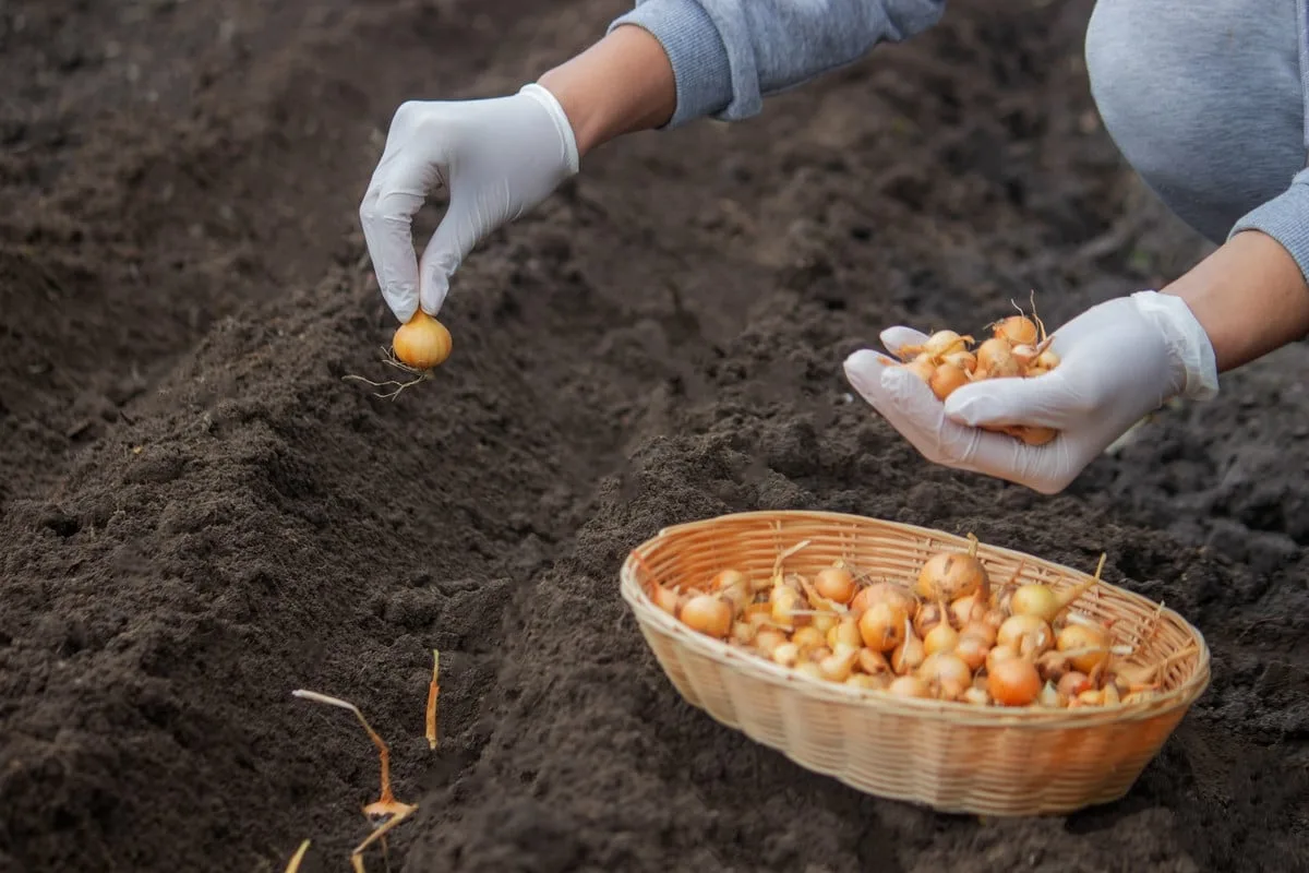 Milloin istuttaa talvivalkosipuli ja talvisipuli?
