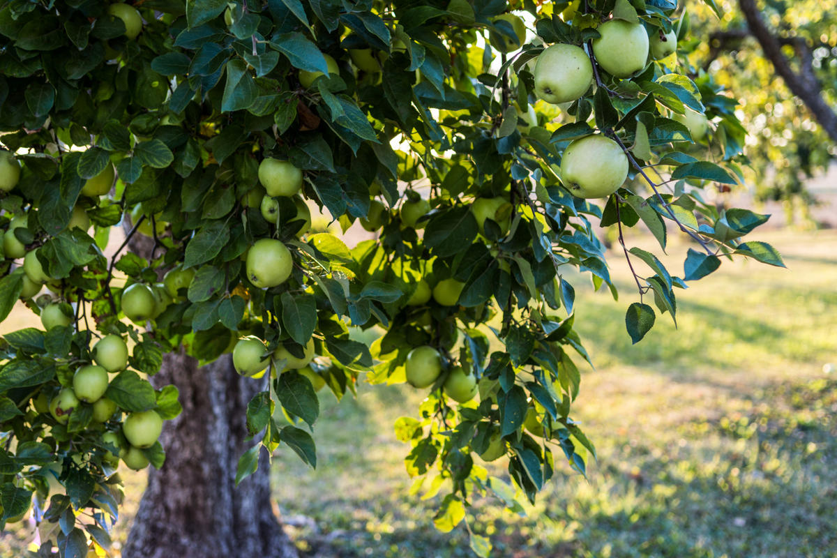 Vanha omenapuu hedelmöi taas kuin nuori: Teen tämän marraskuussa – kerään makeat ja mehukkaat omenat säkeissä