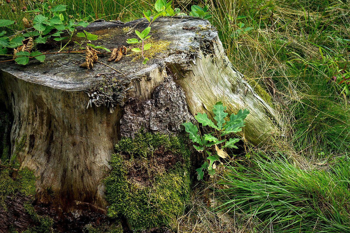 Näin hävität vanhan kannon yhdessä vuorokaudessa – sekoitin tuhkaa tähän.
