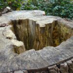 Näin hävität vanhan kannon yhdessä vuorokaudessa – sekoitin tuhkaa tähän.