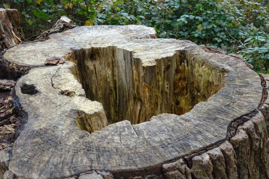 Näin hävität vanhan kannon yhdessä vuorokaudessa – sekoitin tuhkaa tähän.