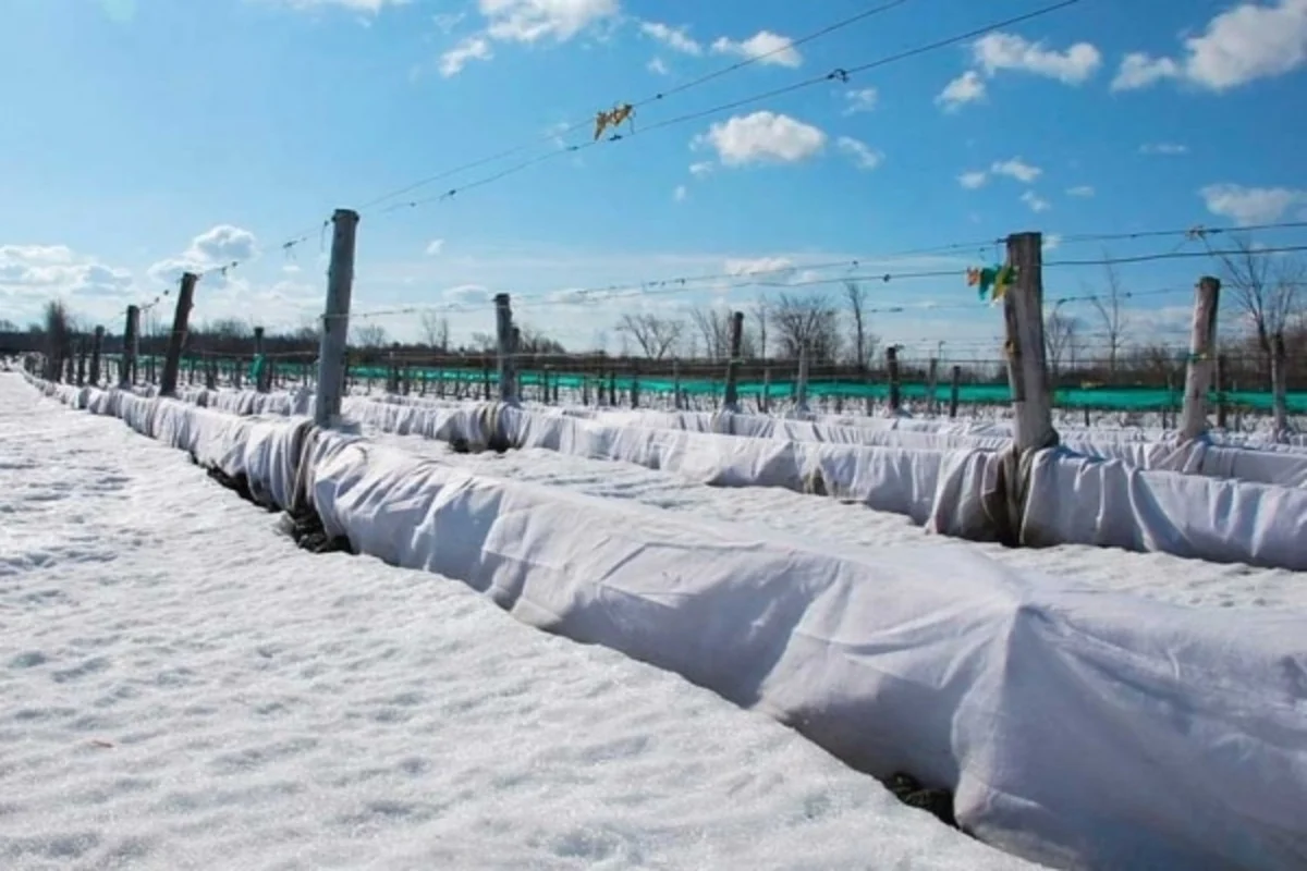 Kun lämpömittari näyttää tämän – peitä viiniköynnös heti, muuten sato jää ensi vuonna saamatta